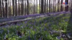 COVID-19-ի սահմանափակումների պատճառով բելգիական կապույտ զանգերը ծաղկել են առանց զբոսաշրջիկների