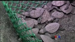 ဖိလစ်ပိုင်ရဲ့ ရှားပါးလိပ်ထိန်းသိမ်းရေး ကြိုးပမ်းမှု