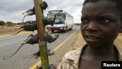 A boy displays boiled rats for sale on the main highway in Malawi's capital Lilongwe June 20, 2009.