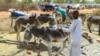 A handler shears a donkey as traders and donkey farmers gather in an open market in Gedaref state in eastern Sudan on February 16, 2024, amid increasing uses for the animals in transportation due to fuel and petrol shortages in the war-torn country, ravag
