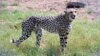 Cheetahs Once Again Live in India After 70 Years