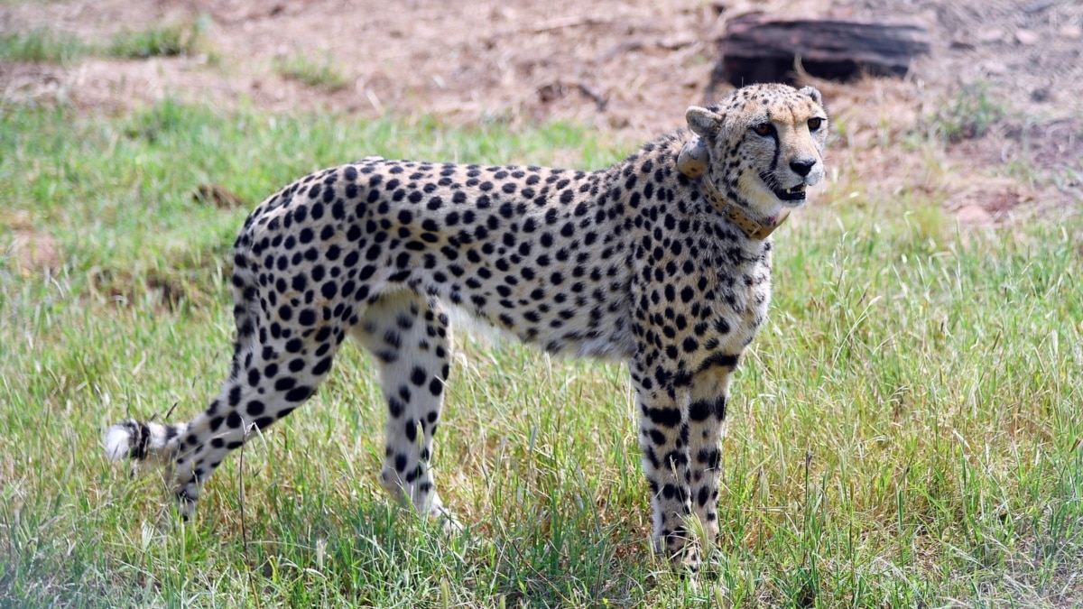 Cheetahs Once Again Live In India After 70 Years