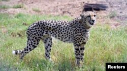 A cheetah is seen after Modi released it following its translocation from Namibia, in Kuno National Park