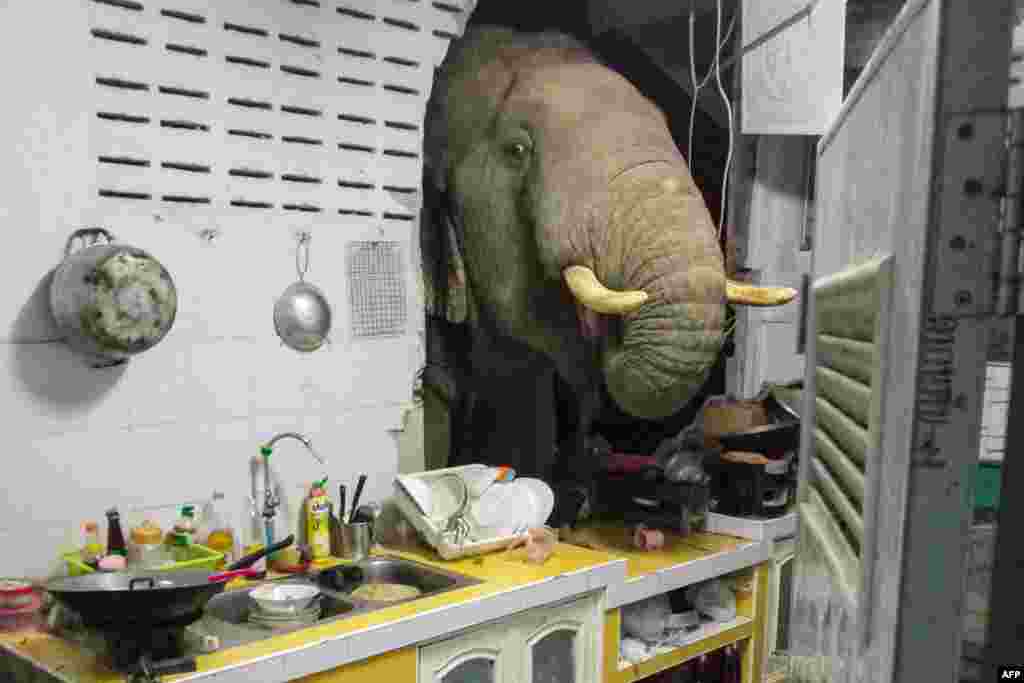 Seekor gajah yang kelaparan, mencari makanan di dapur rumah Ratchadawan Peungprasopporn di Pa La-U, Hua Hin, Thailand. (Foto courtesy: Ratchadawan Peungprasopporn/Facebook)