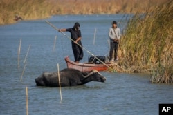 Iraqi buffalo herders in the marshes of Chibayish collect reeds as water buffalos drink water following a summer of severe water shortages in Dhi Qar province, Iraq, Nov.20, 2022.