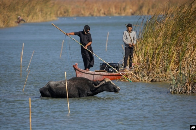Iraqi buffalo herders in the marshes of Chibayish collect reeds as water buffalos drink water following a summer of severe water shortages in Dhi Qar province, Iraq, Nov.20, 2022.