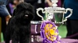 Banana Joe, an Affenpinscher, stands beside its trophy after winning the 137th Westminster Kennel Club Dog Show at Madison Square Garden in New York, February 12, 2013.