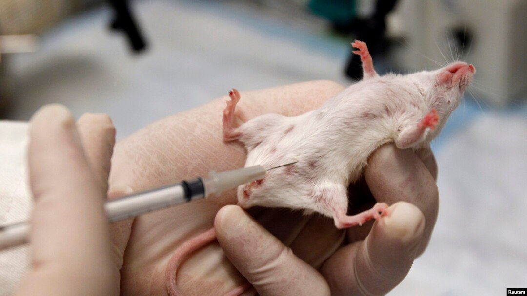 Tikus laboratorium menerima suntikan.
