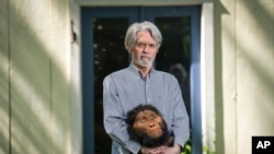 FILE - Paleoartist John Gurche poses for a portrait holding a reconstructed male Paranthropus robustus model at his studio in Trumansburg, N.Y., Wednesday, May 31, 2023.