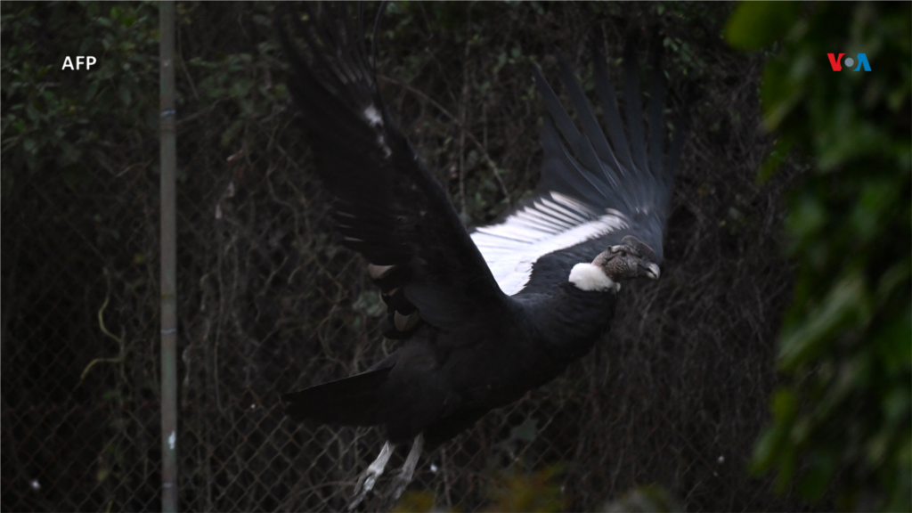 Este es el padre del polluelo de cóndor andino y también se encuentra en un aviario de la Fundación Parque Jaime Duque, Tocancipá, Colombia.