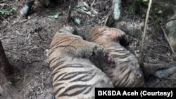 Dua dari tiga bangkai harimau Sumatera yang ditemukan mati karena infeksi luka terkena jerat di Desa Ie Buboh, Kecamatan Meukek, Kabupaten Aceh Selatan, Aceh, Kamis 26 Agustus 2021. (Courtesy: BKSDA Aceh)