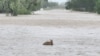A wallaby passes through floodwaters in Fitzroy Crossing, Australia Jan. 3, 2023 in this picture obtained from social media. Callum Lamond/via REUTERS