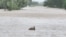 A wallaby passes through floodwaters in Fitzroy Crossing, Australia Jan. 3, 2023 in this picture obtained from social media. Callum Lamond/via REUTERS