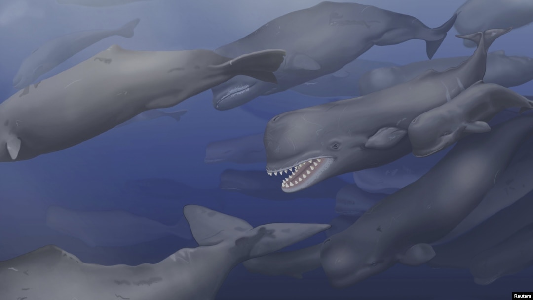 A pod of Albicetus, meaning "white whale," travel together through the Miocene Pacific Ocean, surfacing occasionally to breathe in this artist's rendering released to Reuters, Dec. 8, 2015. 