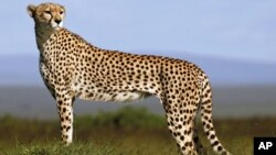 A cheetah on the plains of Masai Mara game reserve, Kenya.