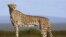 FILE - A cheetah is seen on the plains of the Masai Mara game reserve in Kenya.