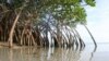 Conservationists say Cameroon is losing about 2,500 hectares of mangrove forests each year. (Cameroon Mangrove Network)