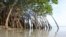 Conservationists say Cameroon is losing about 2,500 hectares of mangrove forests each year. (Cameroon Mangrove Network)