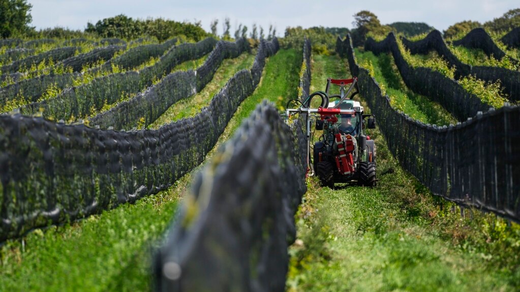 Climate Change Has Sweden Growing its Wine Industry