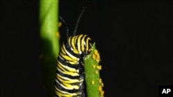 A caterpillar indulges in butterfly weed, a form of protective milkweed which provides a natural resistance to disease.