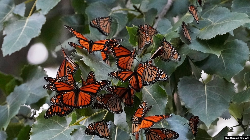 FILE - Monarch butterflies from Canada stop to rest in Wendy Park on their way to Mexico, Sept. 12, 2023, in Cleveland, OH.