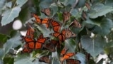 FILE - Monarch butterflies from Canada stop to rest in Wendy Park on their way to Mexico, Sept. 12, 2023, in Cleveland, OH.