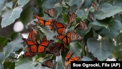 FILE - Monarch butterflies from Canada stop to rest in Wendy Park on their way to Mexico, Sept. 12, 2023, in Cleveland, OH.