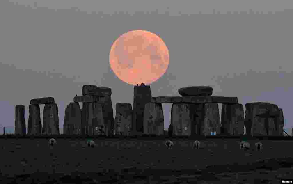 Sheep graze as the full moon, known as the &quot;Super Pink Moon&quot;, sets behind Stonehenge stone circle near Amesbury, Britain.