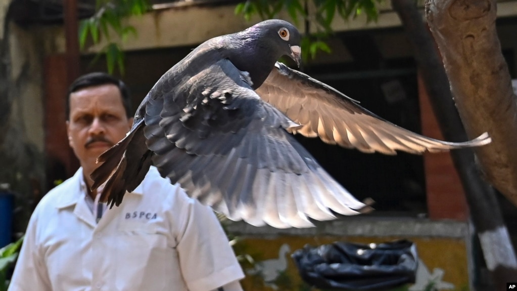 资料照片: 2024年1月30日8个月前捕获的一个疑似中国间谍的鸽子在印度孟买一家兽医院被释放(photo:VOA)
