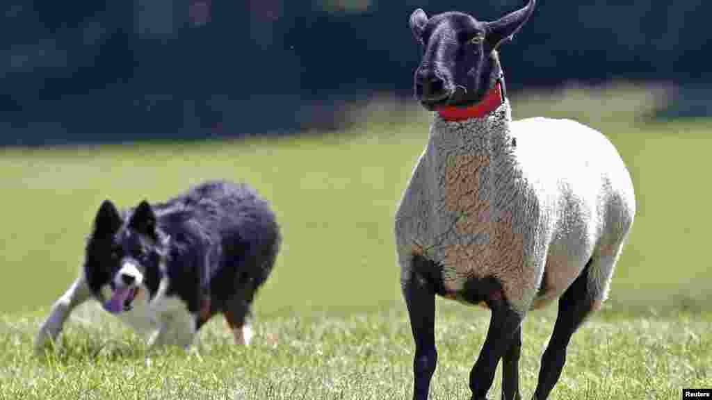 Anjing gembala Glenn mengejar seekor domba Suffolk campuran di tengah ujian nasional bagi anjing gembala Welsh di&nbsp;​Llanvetherine, Wales.