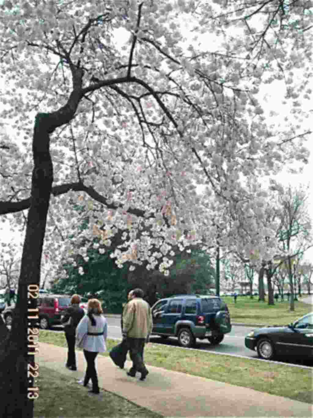 فستیوال شکوفه های گیلاس در واشنگتن ۲۰۱۱