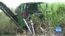 Queimadas em Malanje afetam fábrica de açúcar