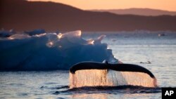 Seekor ikan paus terlihat di Nuup Kangerlua Fjord dekat Nuuk di Greenland barat daya, Selasa, 1 Agustus 2017.