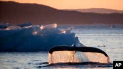 A humpback whale dives while swimming in the Nuup Kangerlua Fjord near Nuuk in southwestern Greenland, Tuesday, Aug. 1, 2017.