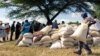 A man carries a full bag of donated maize grain, March 13, 2019, in the Mutoko rural area of Zimbabwe. Eastern Zimbabwe receives help to fight drought induced hunger, as a total of 32,000 villagers affected by drought in the Mutoko area. They received…