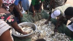 Au Gabon, des centaines de tonnes de poissons sont vendus pour soulager les ménages à faibles revenus