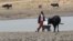 A youth fetches water from a dam near Mount Darwin, Zimbabwe, Oct. 26, 2016.