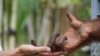 Orangutan yang tadinya dijadwalkan akan dilepasliarkan, terpaksa “ditahan” tanpa kepastian kapan akan dibiarkan bebas berkeliaran di hutan akibat pandemi Covid-19. (Foto: BOS (Borneo Orang Utan Survival))