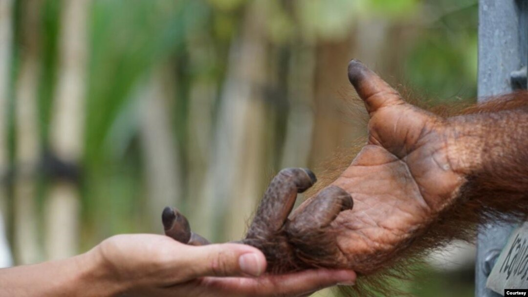 Orangutan yang tadinya dijadwalkan akan dilepasliarkan, terpaksa “ditahan” tanpa kepastian kapan akan dibiarkan bebas berkeliaran di hutan akibat pandemi Covid-19. (Foto: BOS (Borneo Orang Utan Survival))