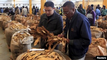 Zimbabwe Farmers Fear Winter of Hunger After Poor Tobacco Crop