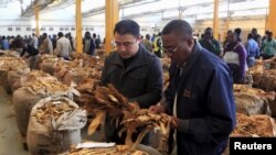 FILE - Buyers check the quality of tobacco during the last day of the selling season at Tobacco Sales Floor, July 15, 2015. The Cameroon government has asked farmers not to plant for the coming growing season until the government can assure them there will be sufficient rainfall.