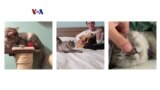 Nala, Sang Kucing Milyarder
