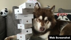 The son of a Chinese billionaire gave his pet dog eight new iPhones. (Weibo)