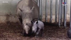 Հոլանդիայի կենդանաբանական այգին հայտնել է, որ երեքշաբթի լույս աշխարհ է եկել իրենց ռնգեղջյուրի 14-րդ ձագը: