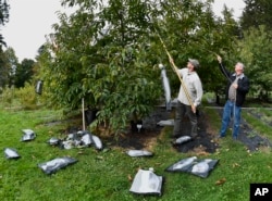 FILE - Andy Newhouse, left, and William Powell harvest genetically modified chestnut samples at the State University of New York's College of Environmental Science & Forestry's Lafayette Road Experiment Station in Syracuse, New York, Sept. 30, 2019.