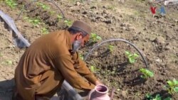 
په پښتونخوا کې کرونده ګر ګيله من دي چې یا خو کسان کارډونه نه لري او یا په کې پېسې نه شته
