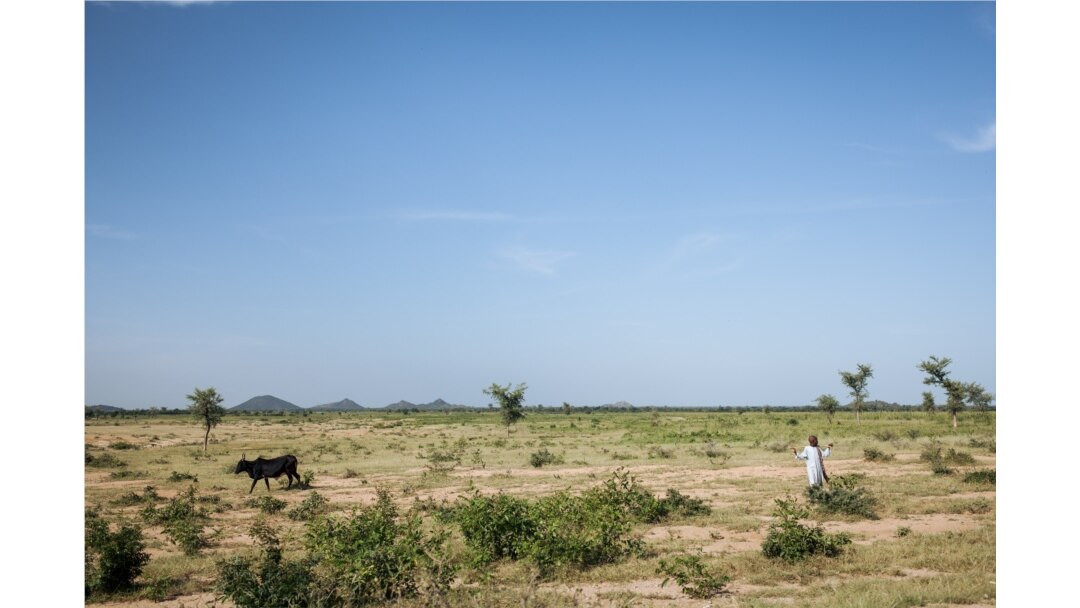 FILE - A child leads cattle on the outskirts of Maroua, Cameroon, Sept. 28, 2018.