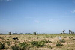 FILE - A child leads cattle on the outskirts of Maroua, Cameroon, Sept. 28, 2018.
