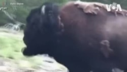 Յելլոուսթոն ազգային պարկում բիզոնը հետապնդել է այցելուներին