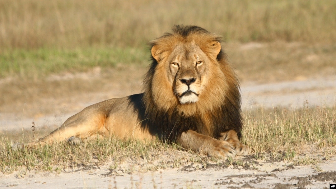 Di foto yang tidak menyebutkan tanggal dari Wildlife Conservation Research Unit, singa Cecil sedang beristirahat di Taman Nasional Hwange, di Hwange, Zimbabwe. 